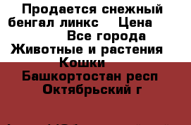Продается снежный бенгал(линкс) › Цена ­ 25 000 - Все города Животные и растения » Кошки   . Башкортостан респ.,Октябрьский г.